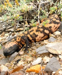 Gila Monster