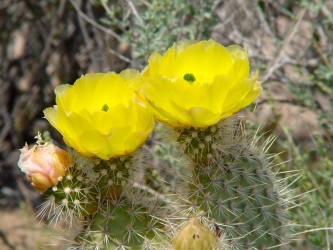 Prickly Pair Cactus