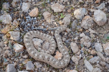 Sidewinder Snake