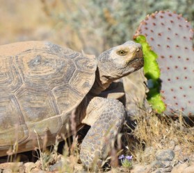 Tortoise Eating Beavertail