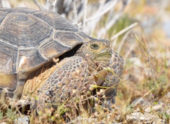 Desert Tortoise Mitigation