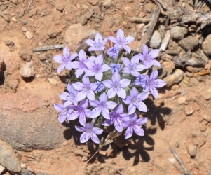 Botanical Violet Flower